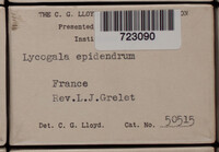 Lycogala epidendrum image